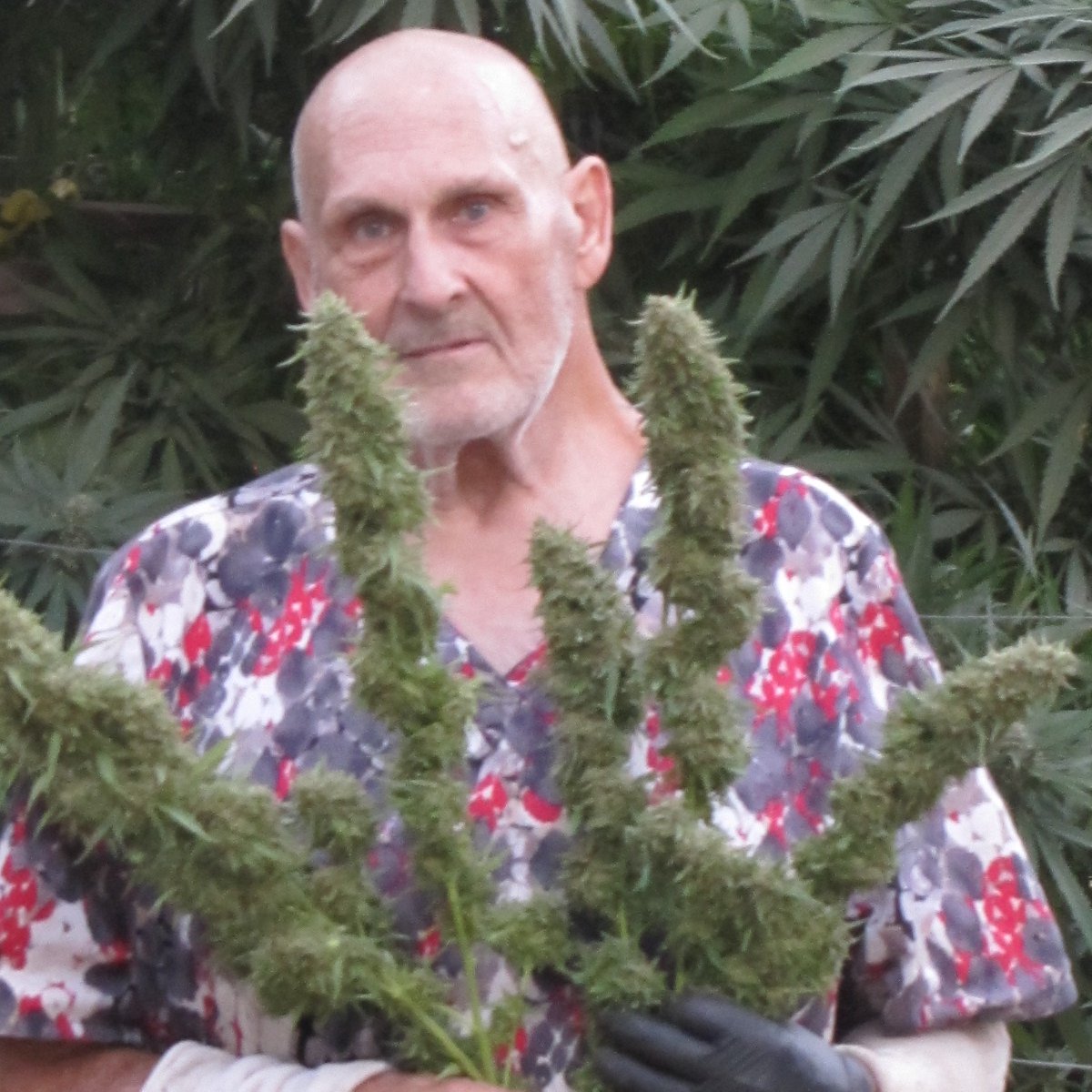 Dr Weed and harvest